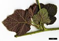SpeciesSub: var. purpurascens